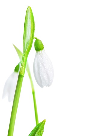 Two white flower spring snowdrop close-up, isolated on a white background.の写真素材