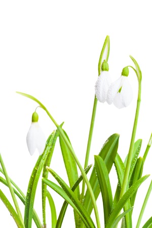 Spring snowdrops flower isolated on a white backgroundの写真素材