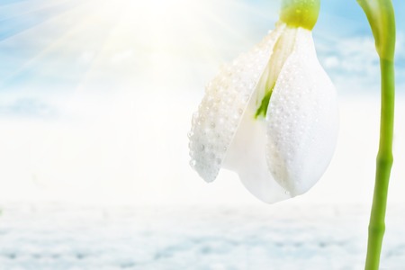 Bud of snowdrop spring close-up. Bright sunny day. Natural background with flowers.の写真素材