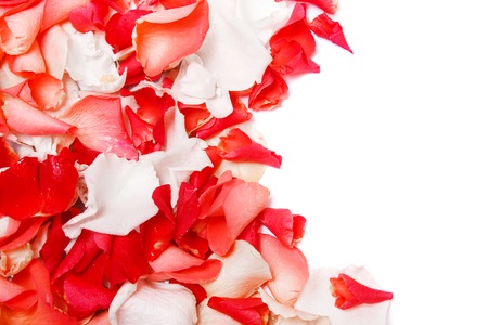 Pink and red rose petals on a white backgroundの写真素材