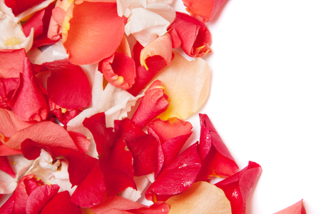 Pink and red rose petals on a white backgroundの写真素材