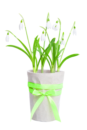 White spring snowdrops in a flowerpot isolated on a white background.の写真素材