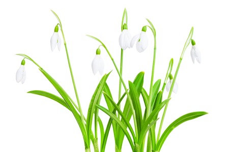 Spring snowdrops flower isolated on a white backgroundの写真素材