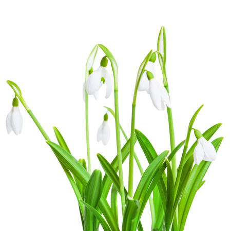 Spring snowdrops flower isolated on a white backgroundの写真素材