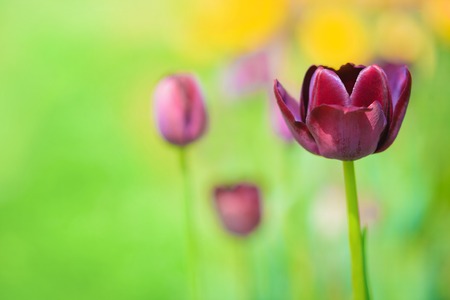 Purple tulip on the background of green grass close-up in sunny summer day.の写真素材