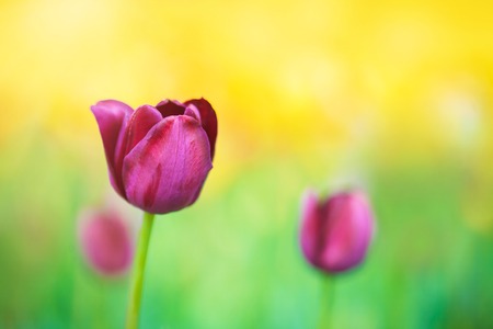 Purple tulip on the background of green grass close-up in sunny summer day.の写真素材