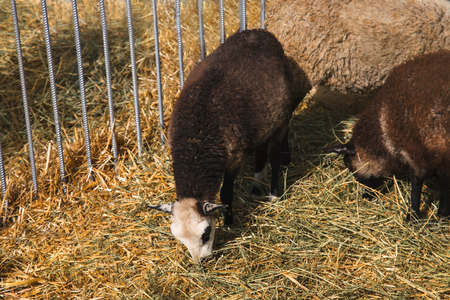 Little black sheep in a stall eating hay.の写真素材