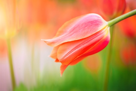 Red tulip on the background of green grass close-up in sunny summer day.の写真素材