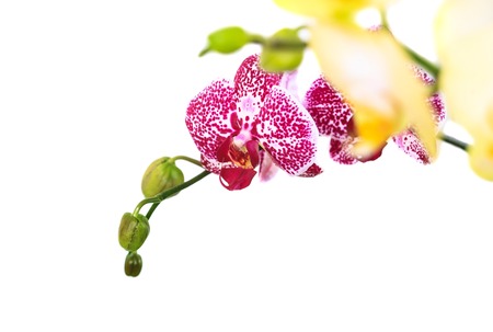 Branch purple and yellow orchid isolated on white background close up.の写真素材