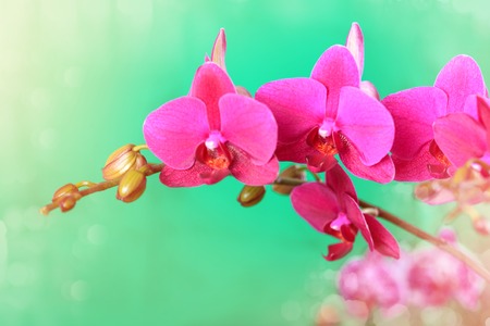 Branch of a pink orchid on a green background close up.の写真素材