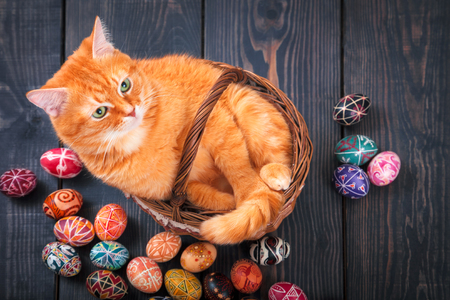Cat sitting in a basket on a wooden background with Easter eggs around.の写真素材