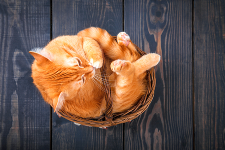 Cute red cat sitting in a basket on the wooden backgroundの写真素材