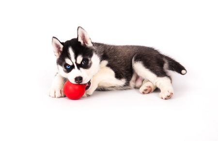 Siberian husky playing with a ball, in the studio on a white background.の写真素材