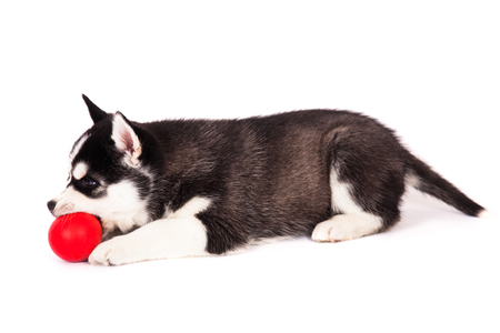 Siberian husky playing with a ball, in the studio on a white background.の写真素材