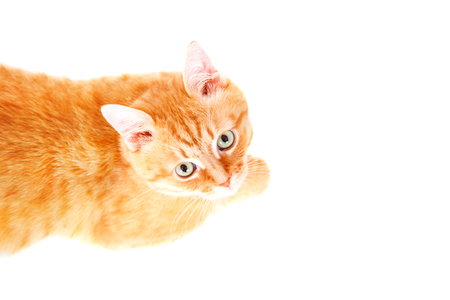 Cute ginger cat lying on the floor. Studio photo, isolated on white background.の写真素材