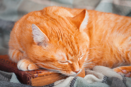 Cute red cat sleeping with a book on plaid.の写真素材