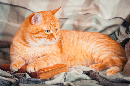 A beautiful cute red cat lying on an old book.の写真素材