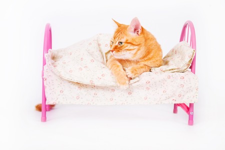 Red cat lying on a pink bed on a white background in the studio.の写真素材