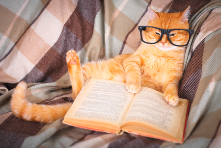 Cute red cat in glasses lying on sofa with bookの写真素材