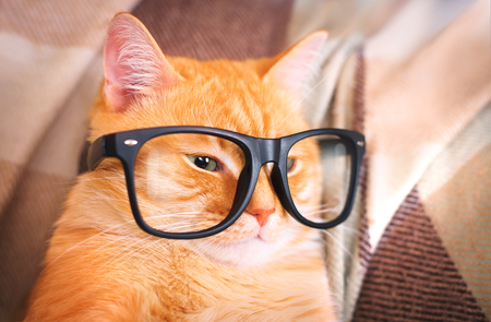 Cute red cat with glasses close-up indoor.の写真素材