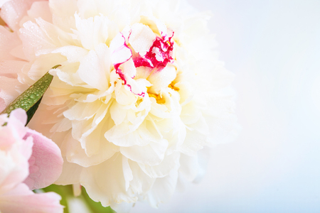 A gorgeous floral background with delicate petals of a blooming peony on a blue background.の写真素材