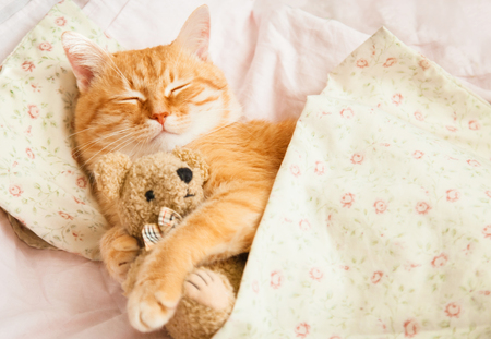 Cute red sleeping cat on a bed with a bear in his paws.の写真素材