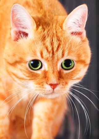 Red cat with big green eyes in studio close-up.の写真素材