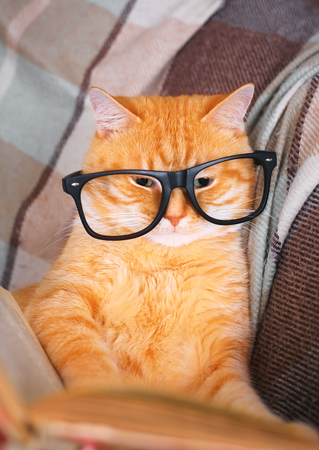 Cute red cat in glasses lying on sofa with bookの写真素材