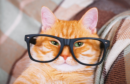 Cute red cat with glasses close-up indoor.の写真素材