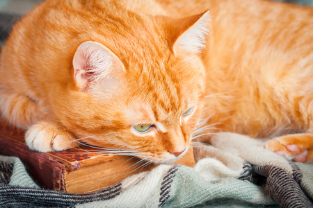 A beautiful cute red cat lying on an old book.の写真素材