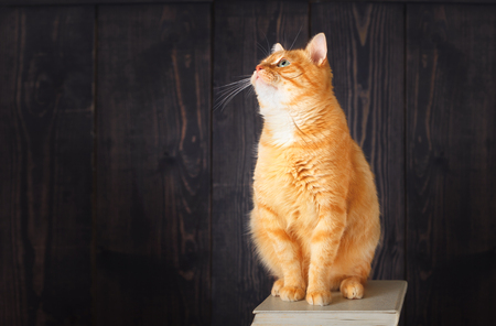 The cat is sitting on the book, looking up, in the studio on a wooden background.の写真素材