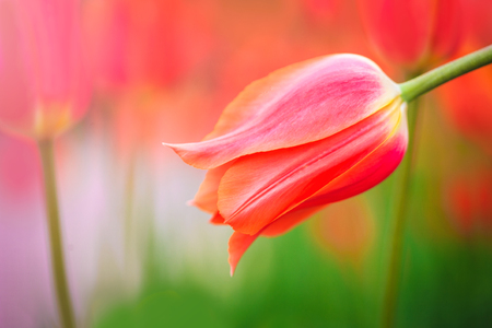 Red tulip on the background of green grass close-up in sunny summer day.の写真素材