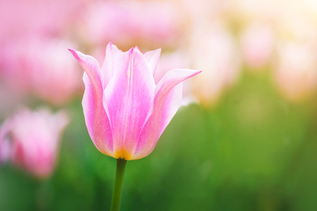 Purple tulip on the background of green grass close-up in sunny summer day.の写真素材