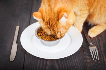 Red pet cat eating food from a plate on a wooden floor.の写真素材