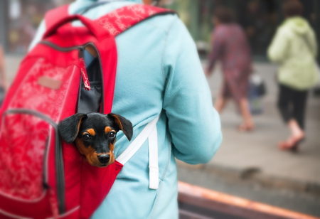 Puppy in a red tourist backpack, street photoの写真素材