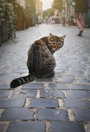 A homeless cat is sitting on the city street.の写真素材