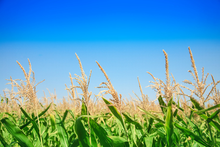 Corn field on a bright sunny day against the blue sky close up.の写真素材