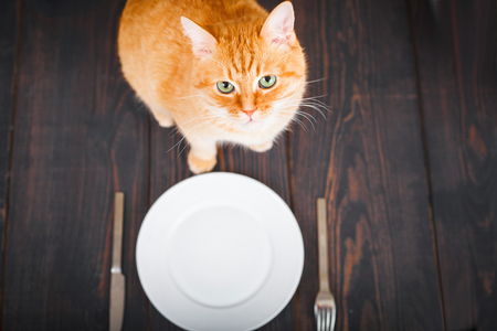 Hungry cat near an empty plate and cutlery on a wooden tableの写真素材