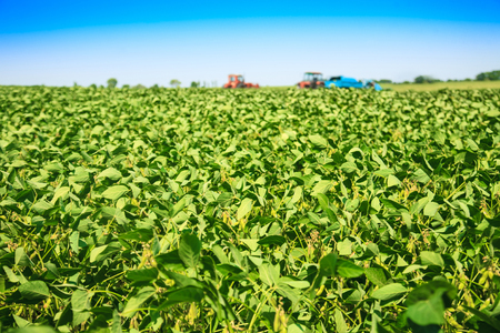 Agricultural machines in a soy field in a bright sunny summer day.の写真素材