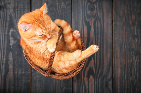 Cute red cat sitting in a basket on the wooden background.の写真素材