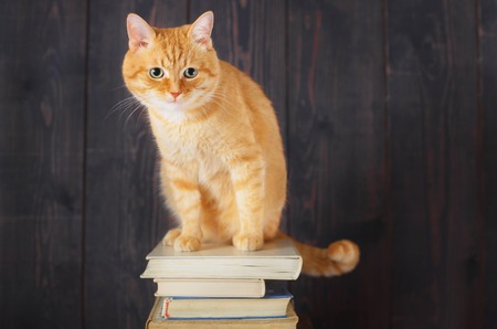 Red cat sitting on the book, in the studio on a wooden background.の写真素材