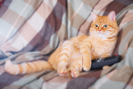 A home red cat sitting with a remote control in his paws.の写真素材