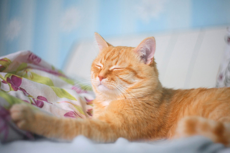 Red cat lying on the bad in the mornig.の写真素材