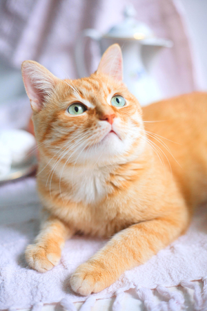 Red cat lying on the bad in the mornig.の写真素材