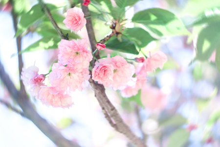 Cherry blossoms over blurred nature background. Spring flowers. Spring Background.の写真素材