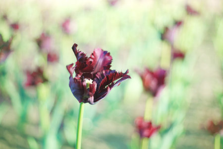 Purple tulip on the background of green grass close-up in sunny summer day.