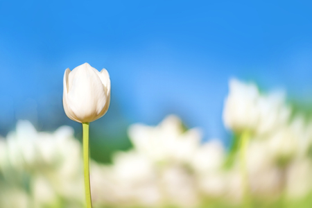 White tulips on the background of green grass close-up in sunny summer day.の写真素材