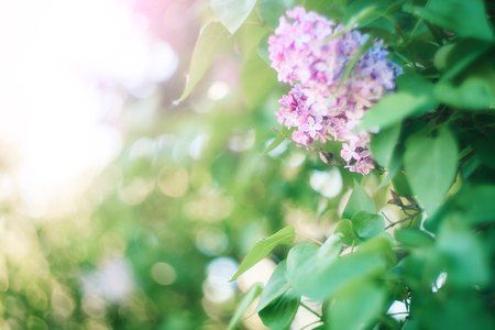 Green branch with spring lilac flowers. Beautiful nature background.の写真素材