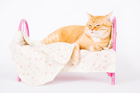 Red cat lying on a pink bed on a white background in the studio.の写真素材