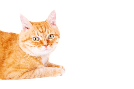 Cute ginger cat lying on the floor. Studio photo, isolated on white background.の写真素材